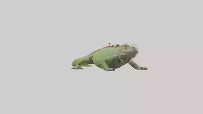 Jamaican Iguana basking model VR / AR / low-poly