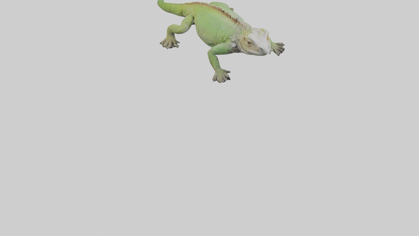 Jamaican Iguana basking model VR / AR / low-poly