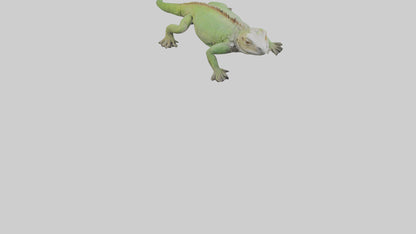 Jamaican Iguana basking model VR / AR / low-poly