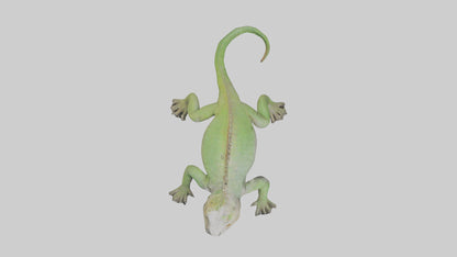 Jamaican Iguana basking model VR / AR / low-poly