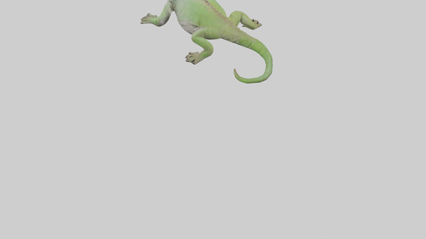 Jamaican Iguana basking model VR / AR / low-poly