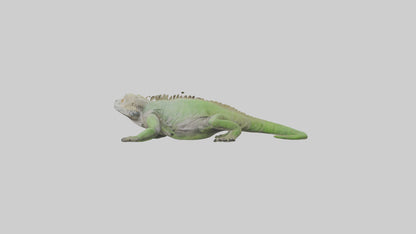 Jamaican Iguana basking model VR / AR / low-poly