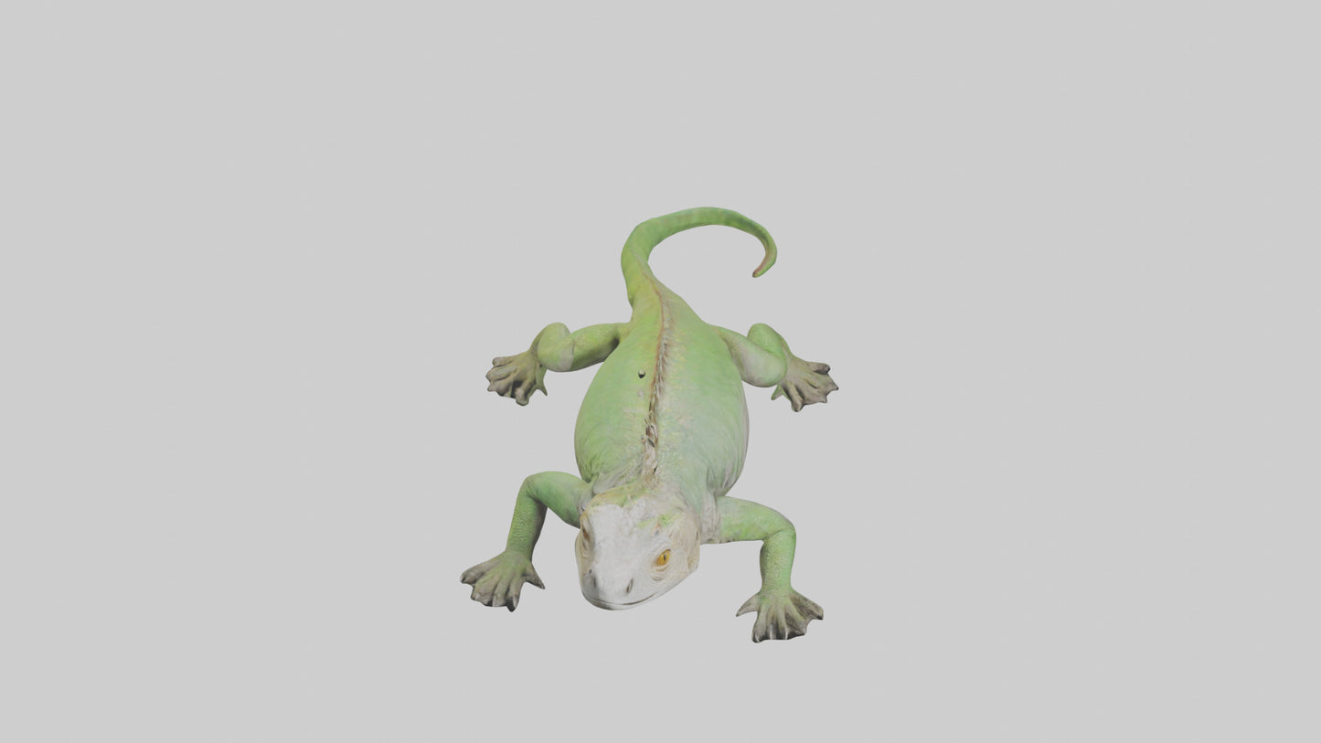 Jamaican Iguana basking model VR / AR / low-poly