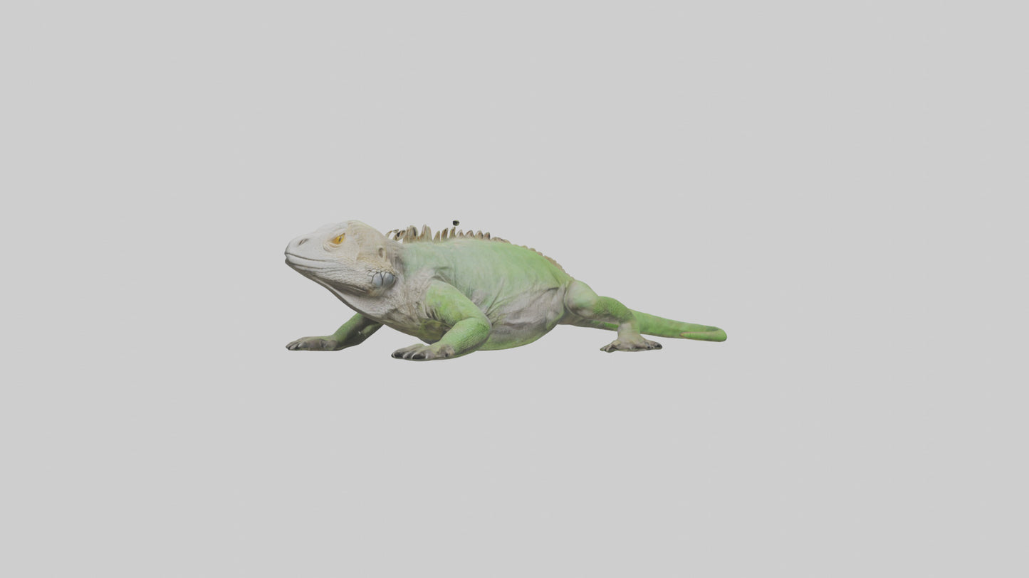 Jamaican Iguana basking model VR / AR / low-poly