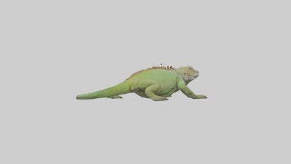 Jamaican Iguana basking model VR / AR / low-poly