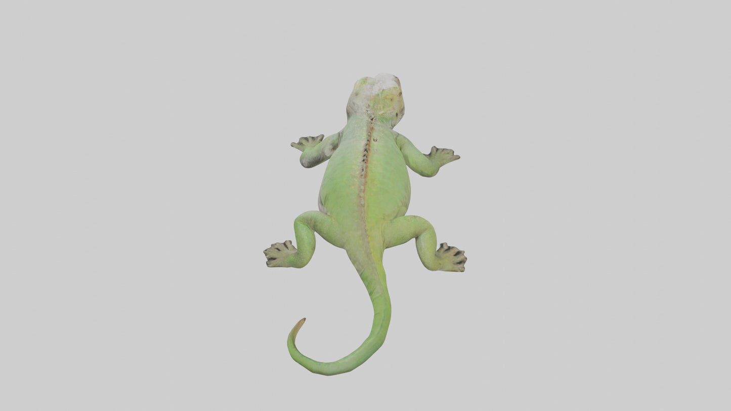 Jamaican Iguana basking model VR / AR / low-poly