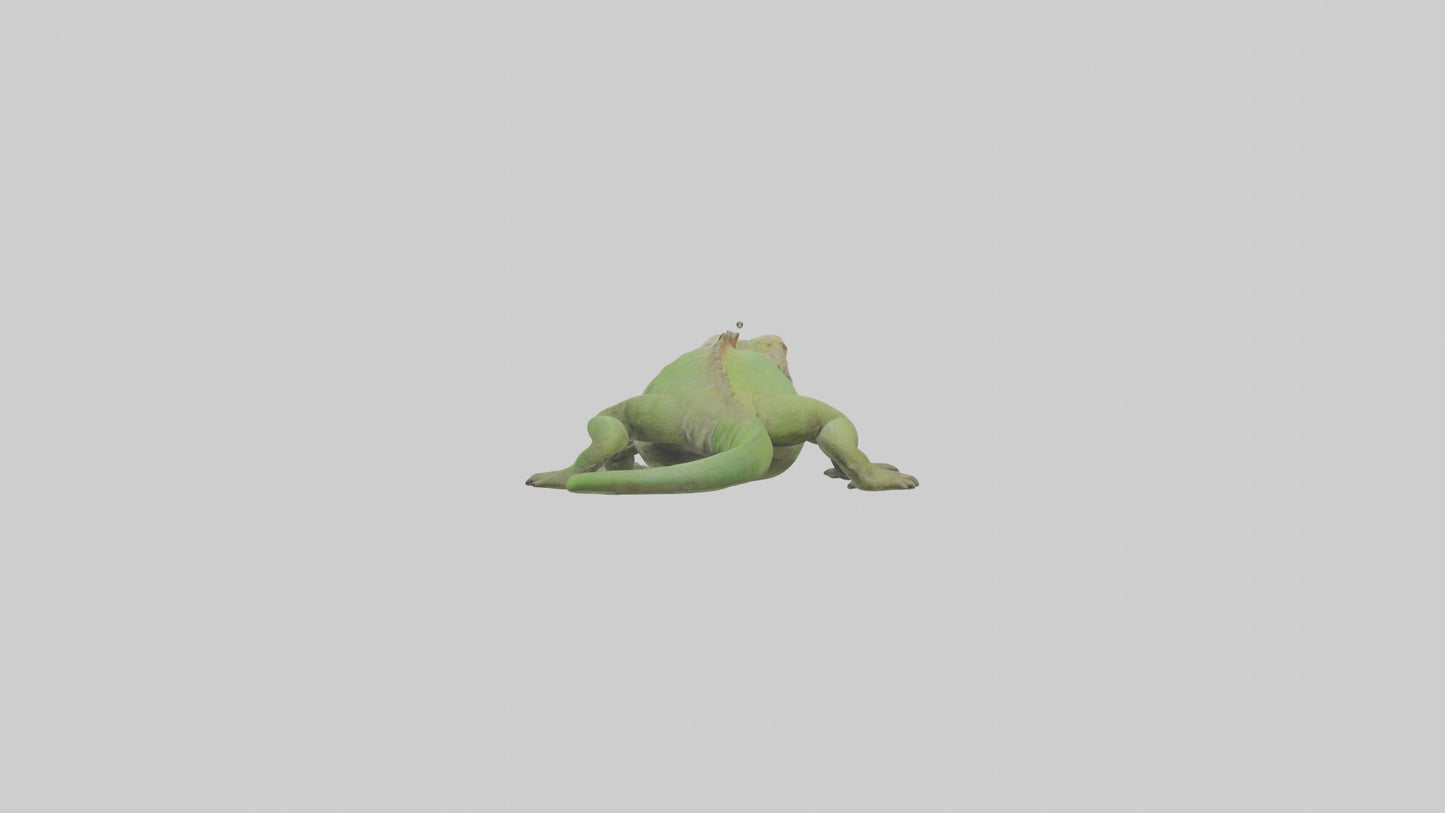Jamaican Iguana basking model VR / AR / low-poly