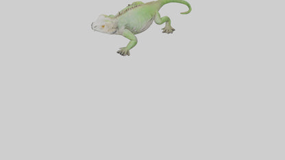 Jamaican Iguana basking model VR / AR / low-poly