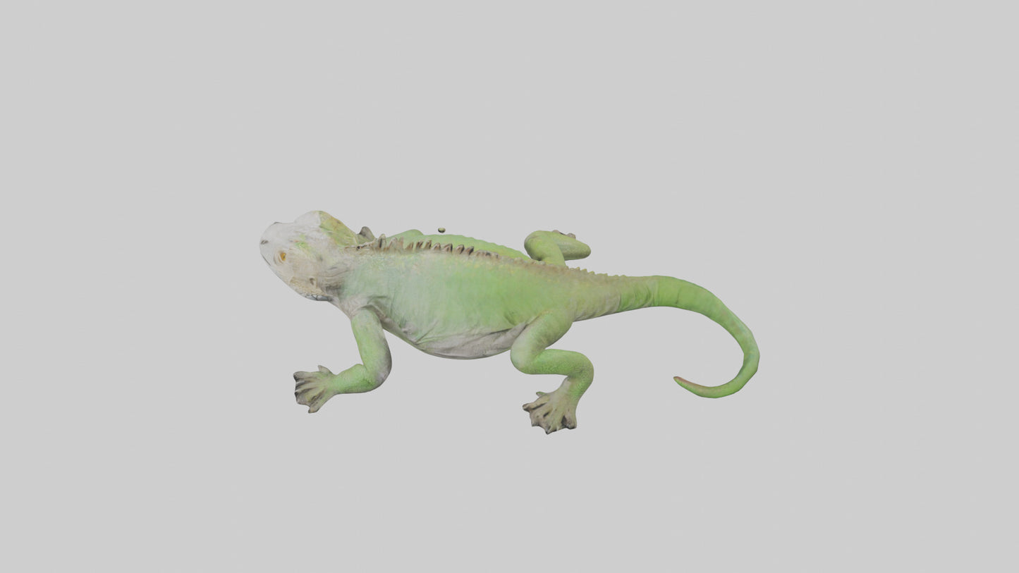Jamaican Iguana basking model VR / AR / low-poly