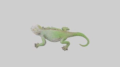 Jamaican Iguana basking model VR / AR / low-poly