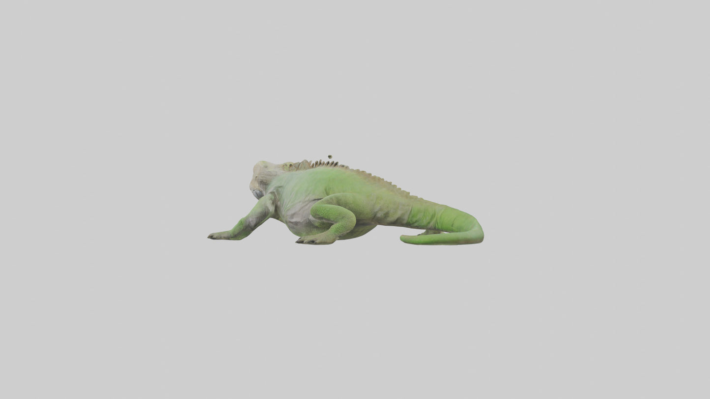 Jamaican Iguana basking model VR / AR / low-poly