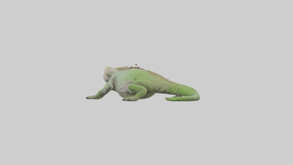 Jamaican Iguana basking model VR / AR / low-poly