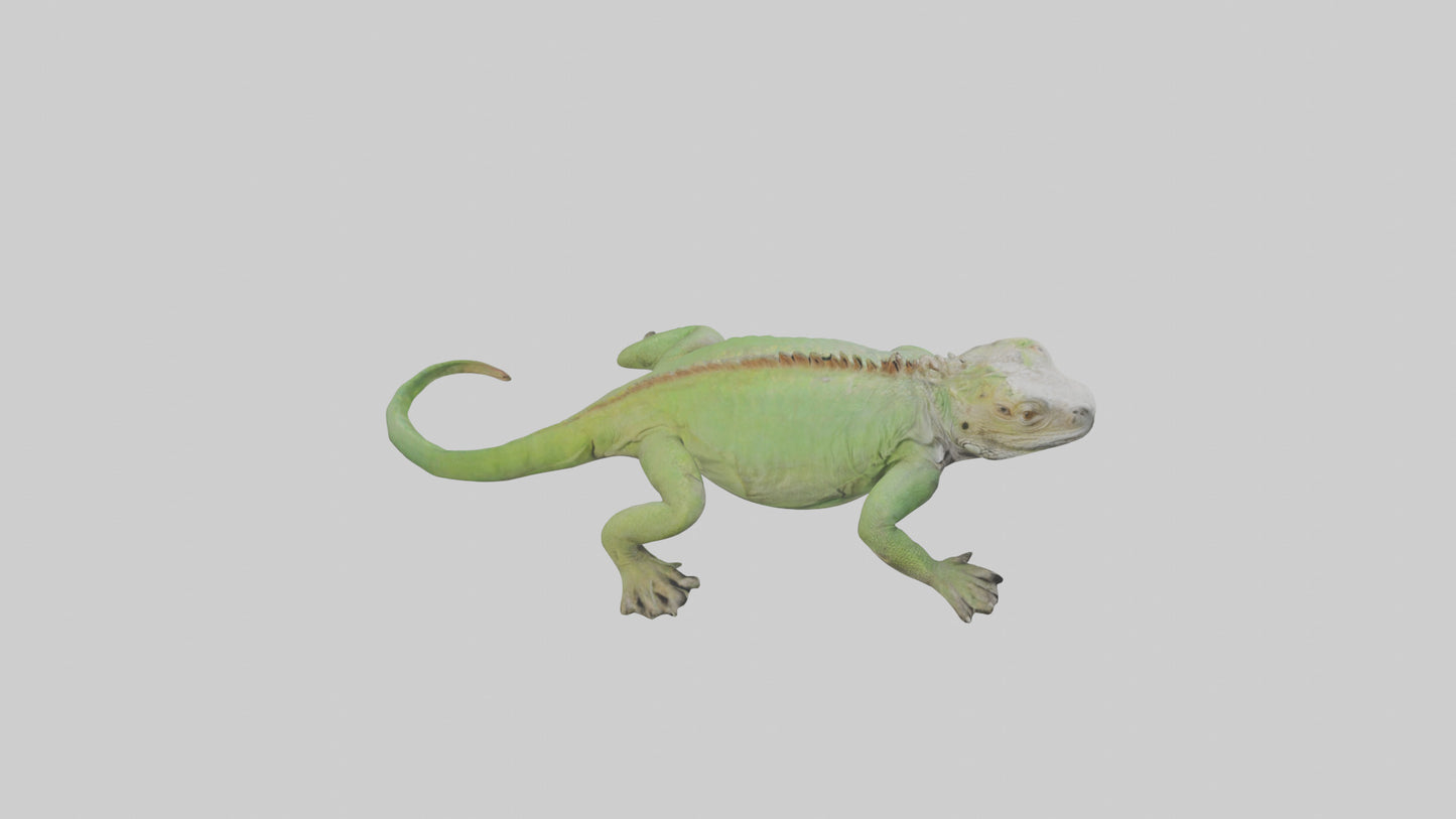 Jamaican Iguana basking model VR / AR / low-poly
