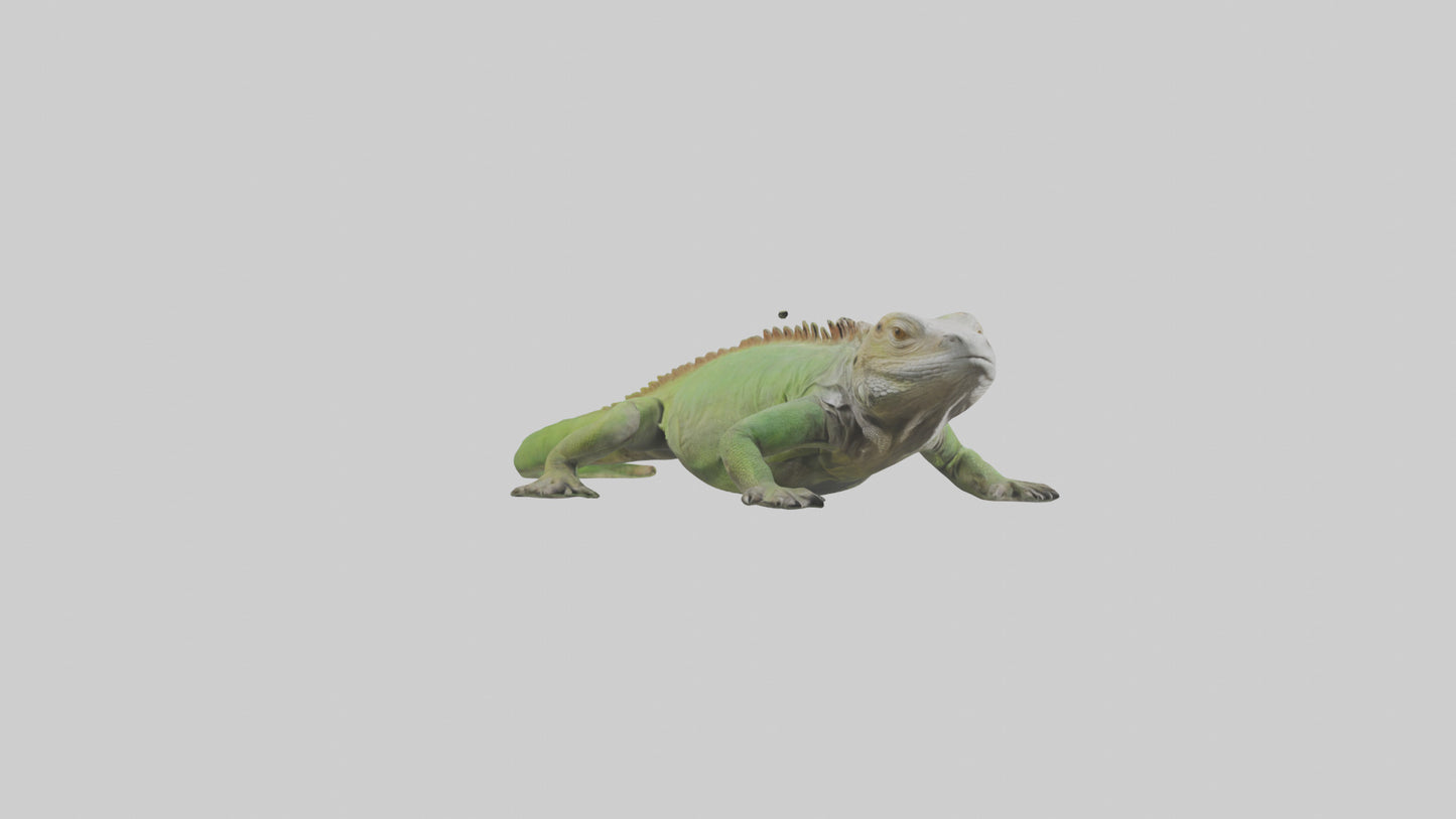 Jamaican Iguana basking model VR / AR / low-poly