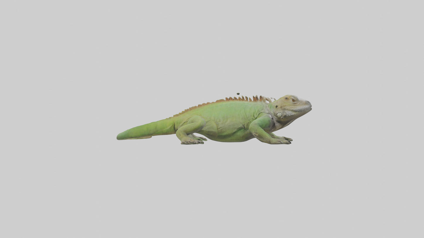 Jamaican Iguana basking model VR / AR / low-poly
