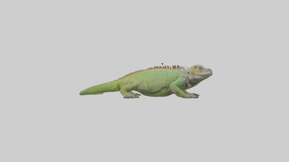 Jamaican Iguana basking model VR / AR / low-poly