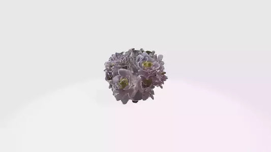 3D model Japanese Anemone Flowers VR / AR / low-poly