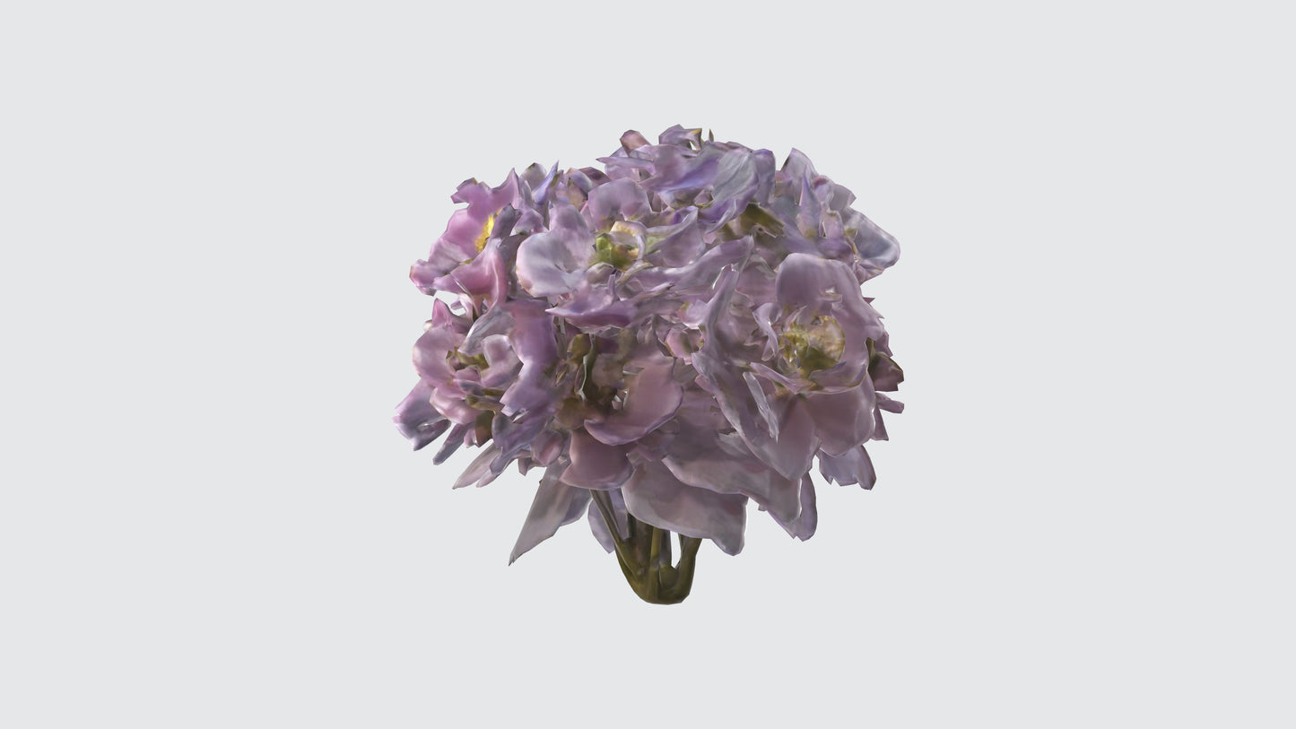 3D model Japanese Anemone Flowers VR / AR / low-poly