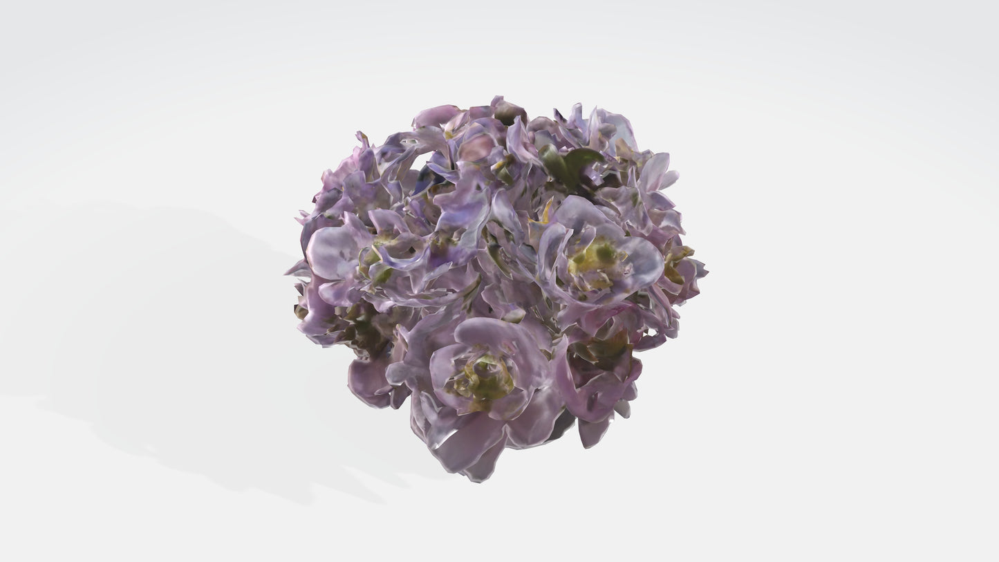 3D model Japanese Anemone Flowers VR / AR / low-poly