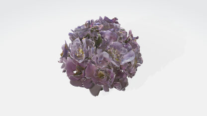 3D model Japanese Anemone Flowers VR / AR / low-poly