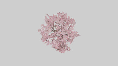 3D model Japanese Cherry Blossom tree model VR / AR / low-poly