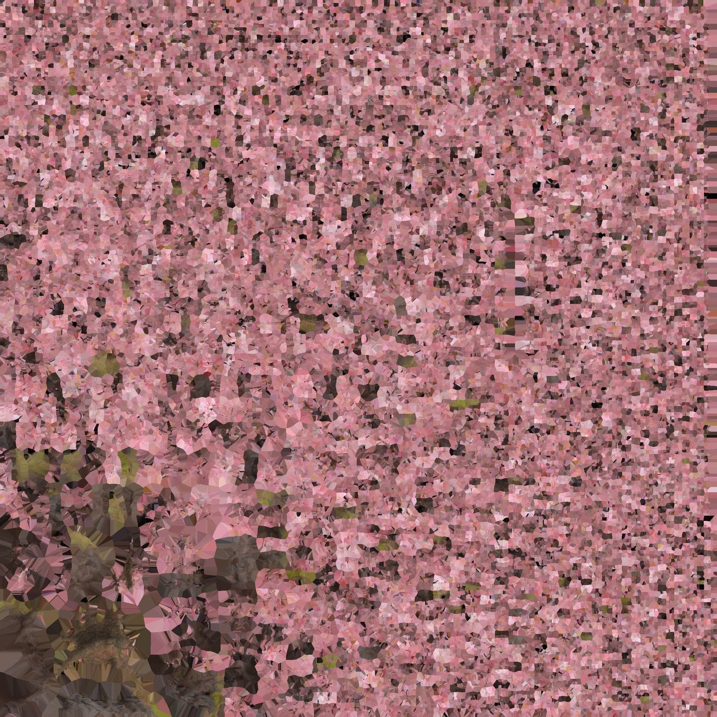 3D model Japanese Cherry Blossom tree model VR / AR / low-poly