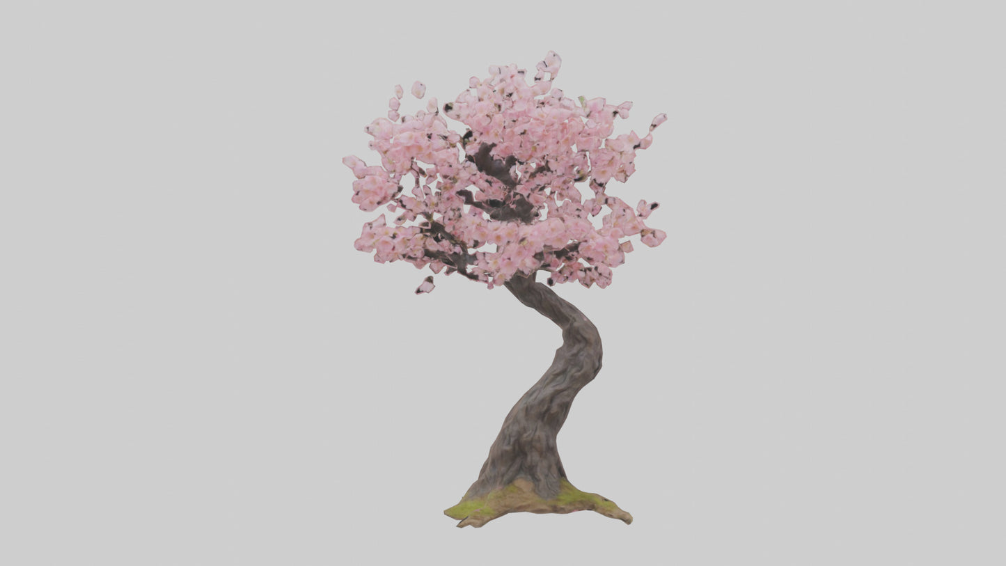 3D model Japanese Cherry Blossom tree model VR / AR / low-poly