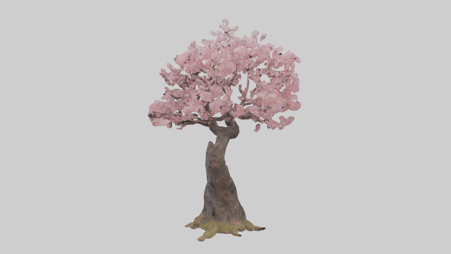 3D model Japanese Cherry Blossom tree model VR / AR / low-poly