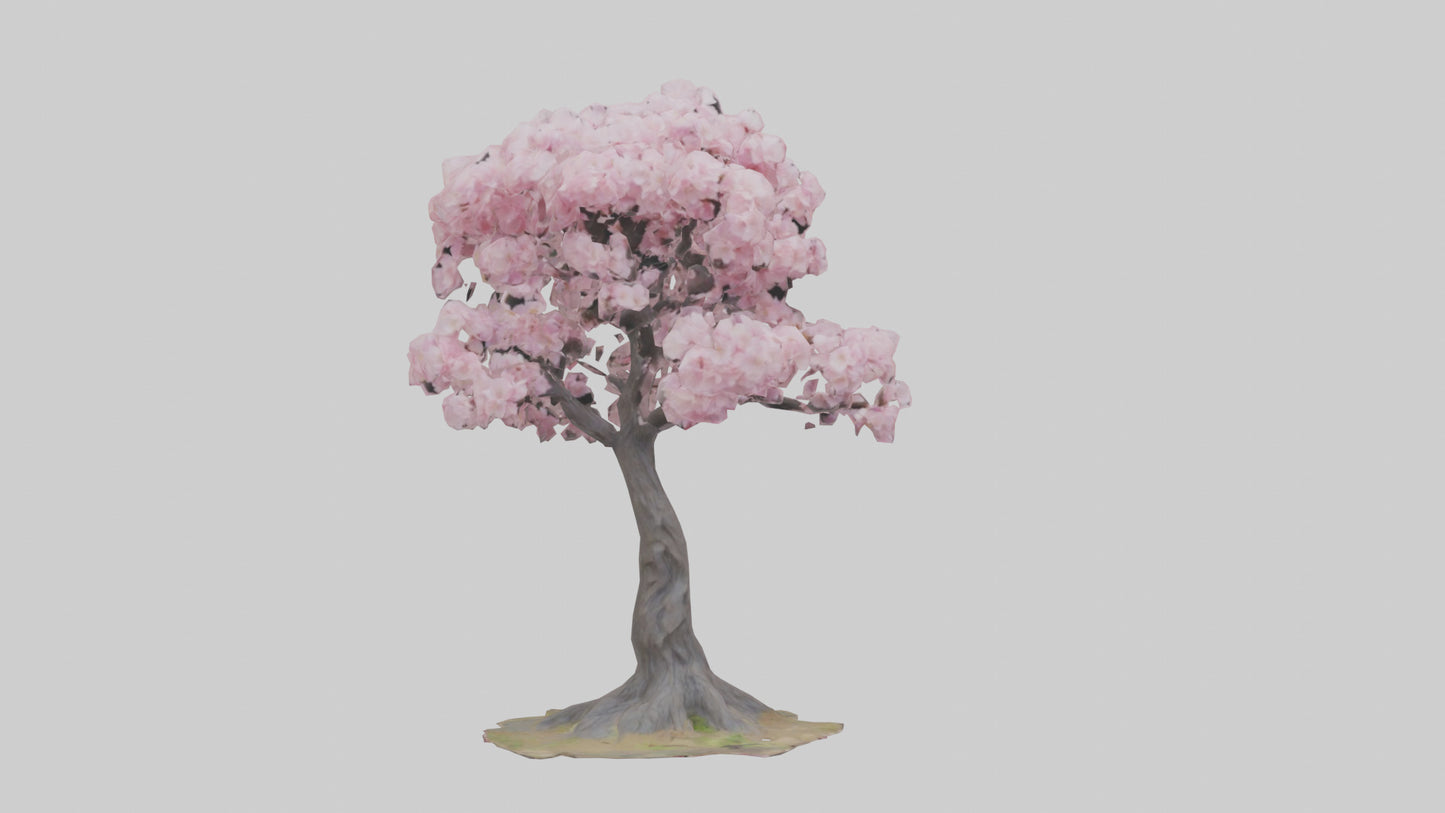 3D model Japanese Cherry Blossom tree model VR / AR / low-poly
