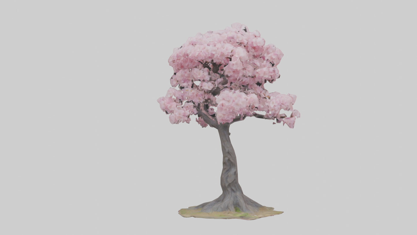 3D model Japanese Cherry Blossom tree model VR / AR / low-poly