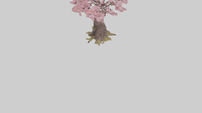 3D model Japanese Cherry Blossom tree model VR / AR / low-poly