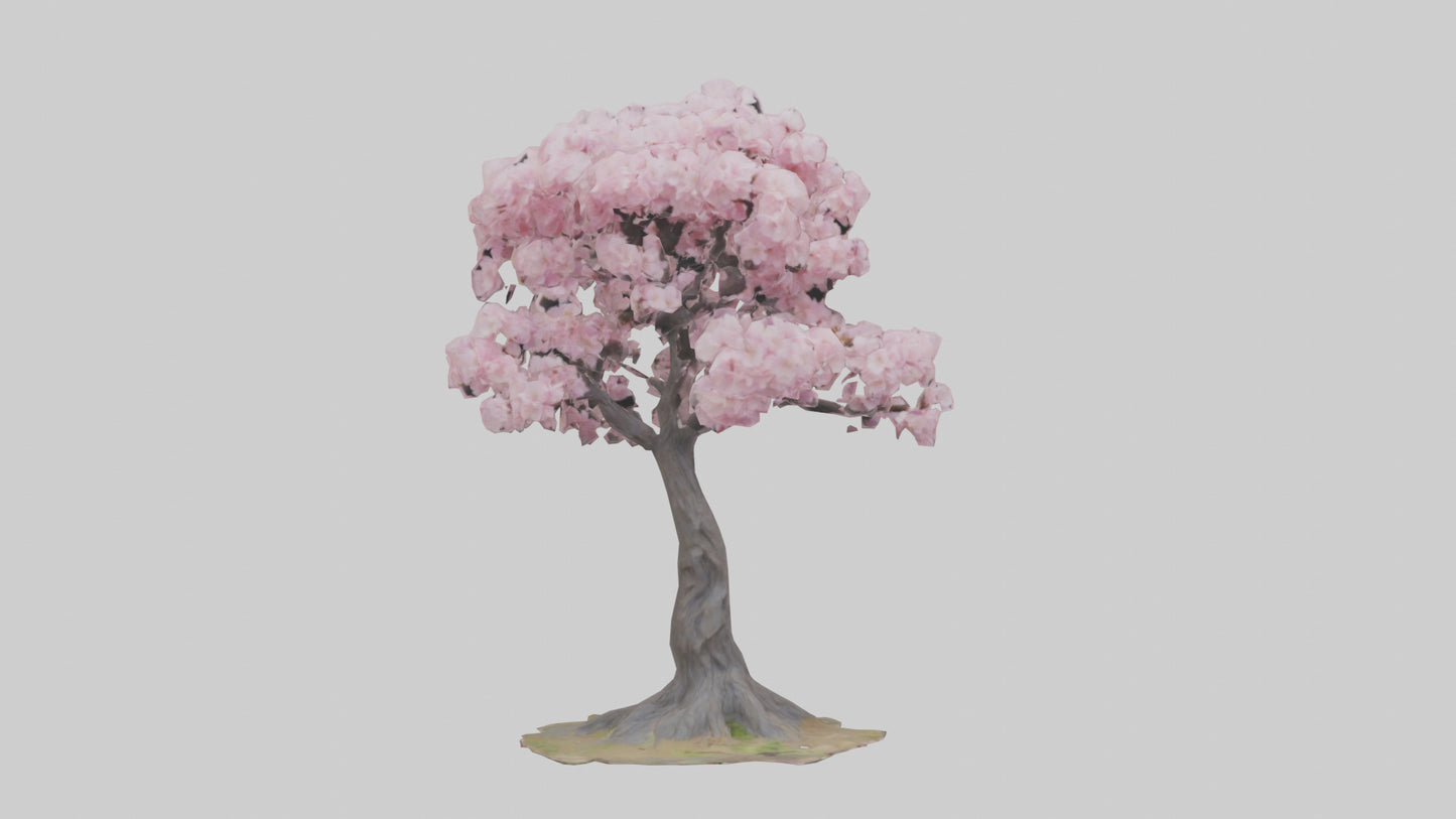 3D model Japanese Cherry Blossom tree model VR / AR / low-poly