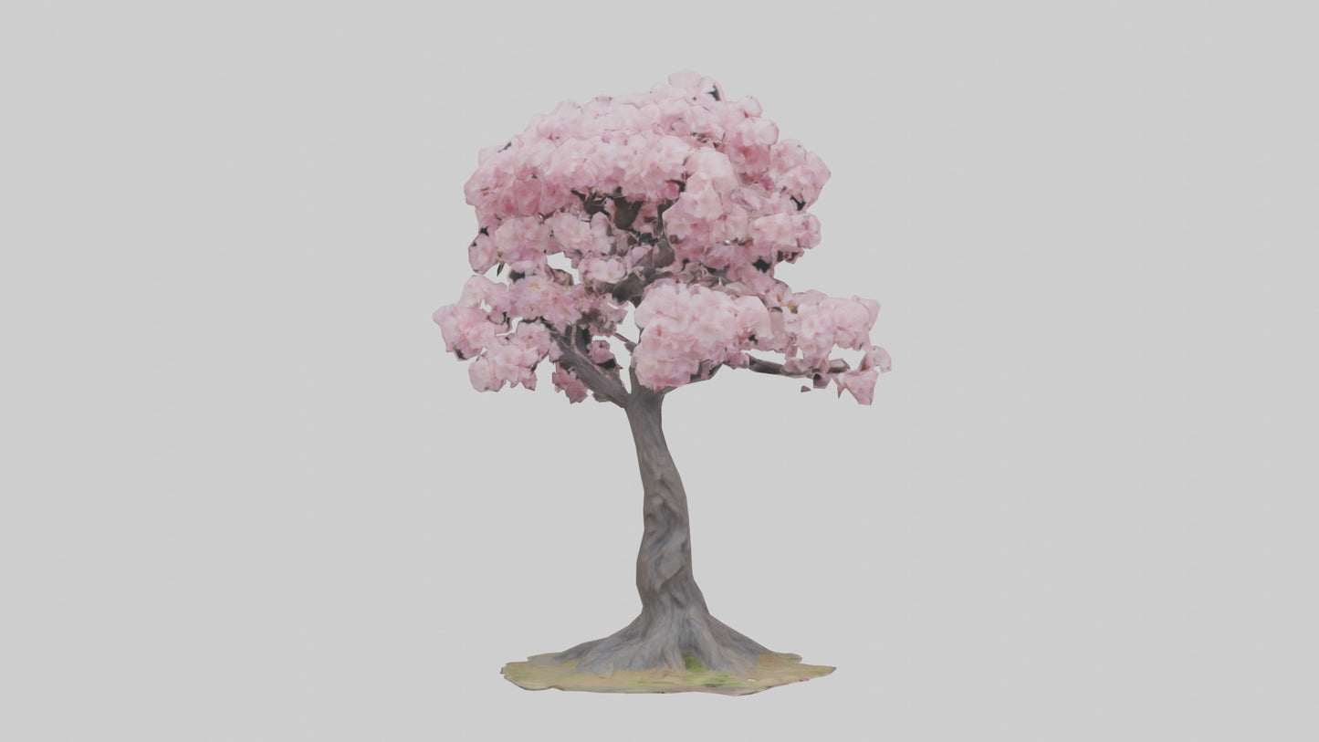 3D model Japanese Cherry Blossom tree model VR / AR / low-poly