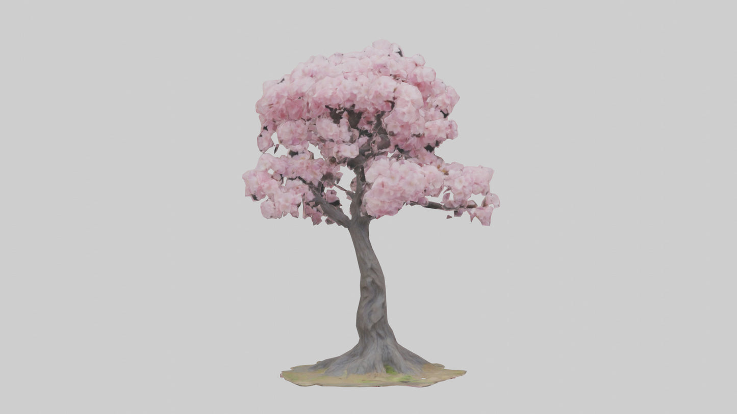 3D model Japanese Cherry Blossom tree model VR / AR / low-poly