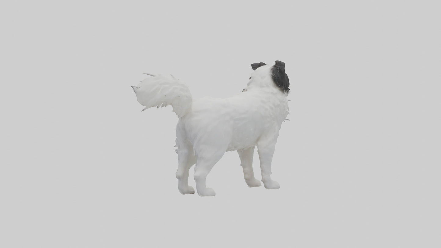 Japanese Chin standing model VR / AR / low-poly