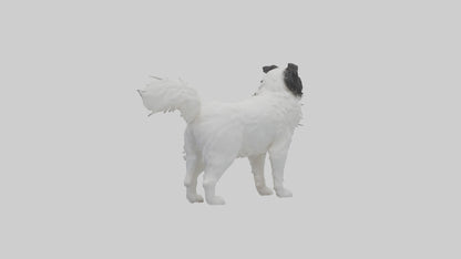 Japanese Chin standing model VR / AR / low-poly