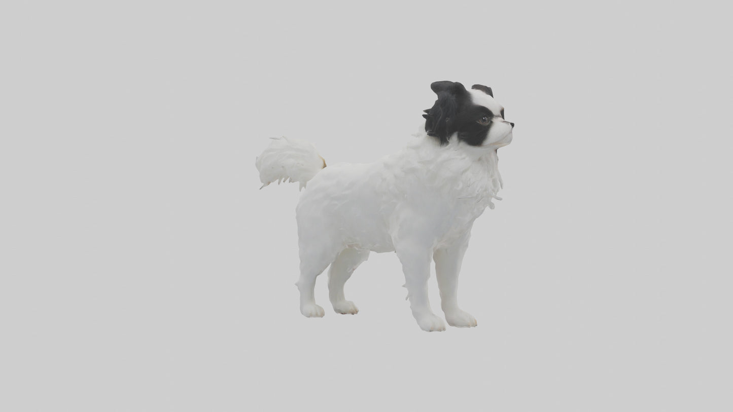 Japanese Chin standing model VR / AR / low-poly