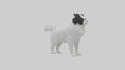Japanese Chin standing model VR / AR / low-poly