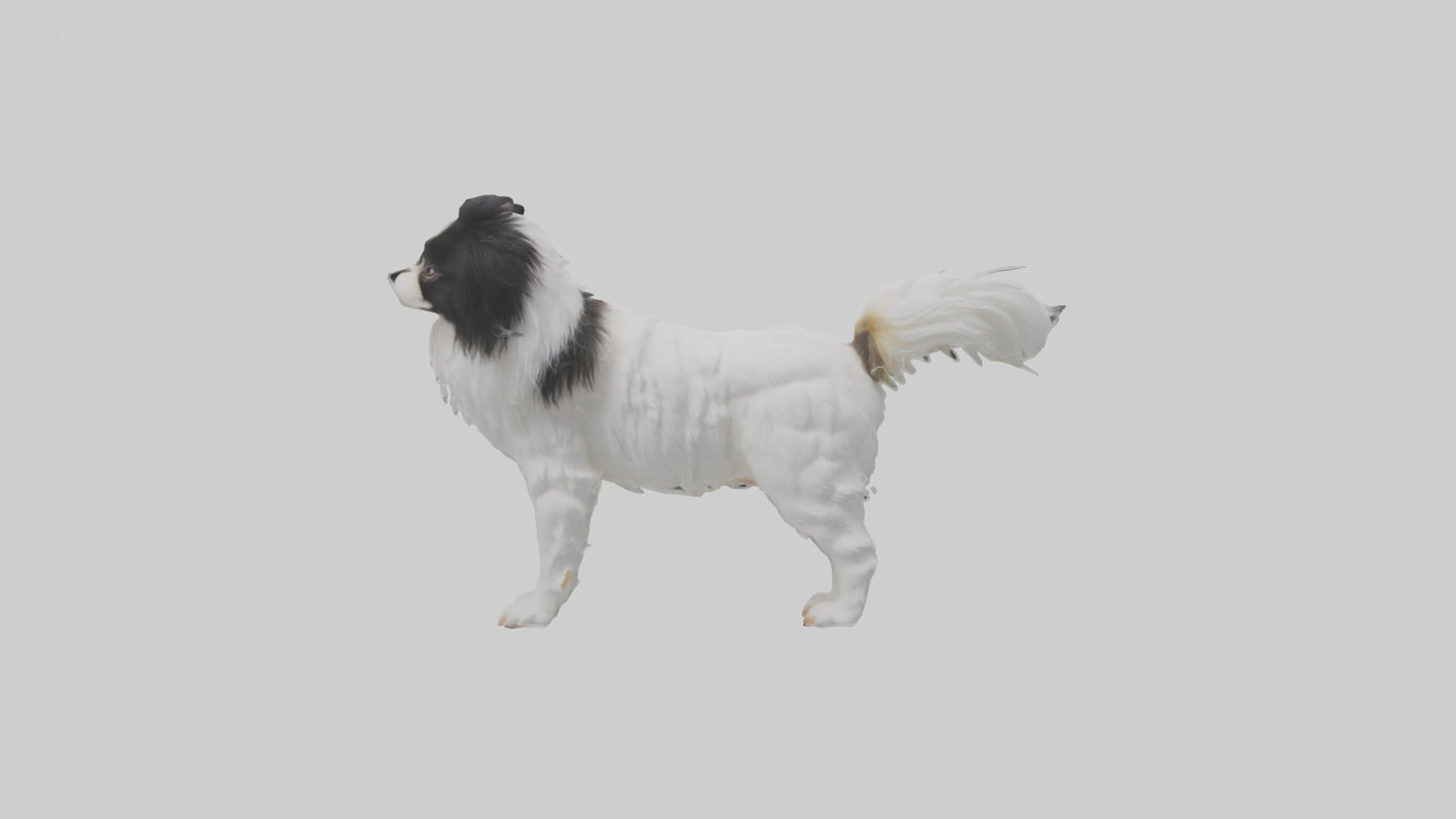 Japanese Chin standing model VR / AR / low-poly