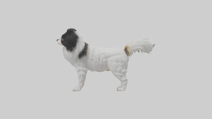 Japanese Chin standing model VR / AR / low-poly