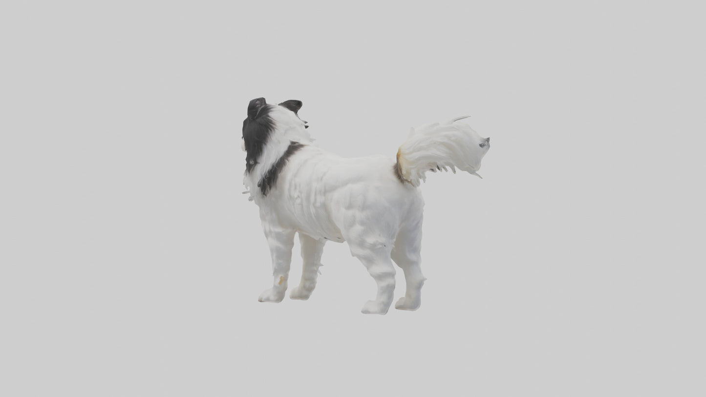 Japanese Chin standing model VR / AR / low-poly