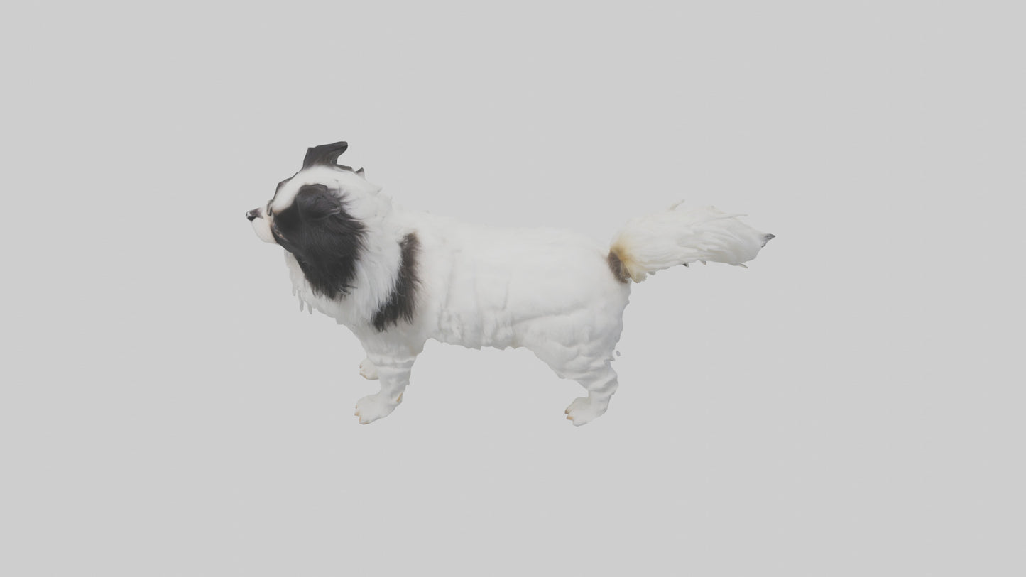 Japanese Chin standing model VR / AR / low-poly