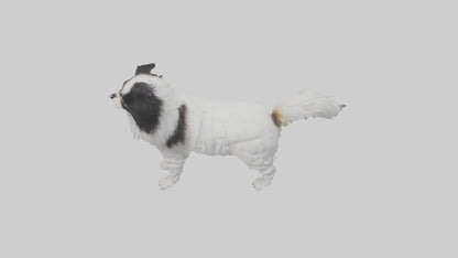 Japanese Chin standing model VR / AR / low-poly