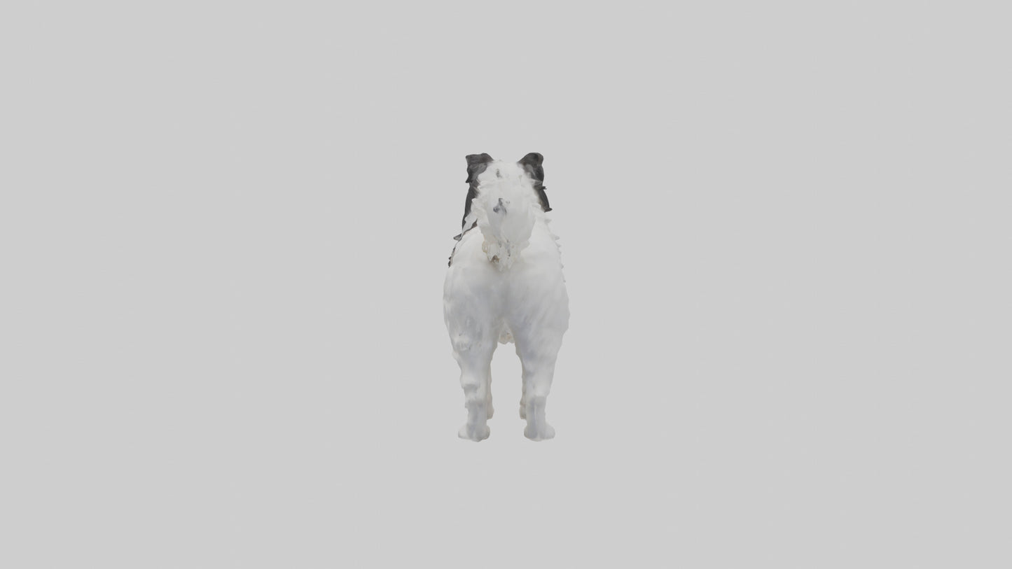 Japanese Chin standing model VR / AR / low-poly