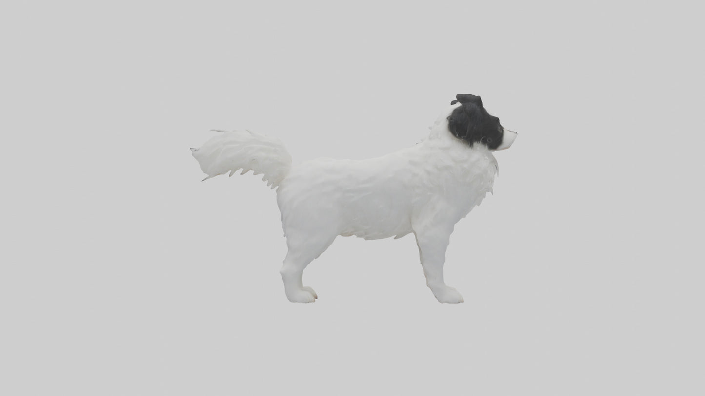 Japanese Chin standing model VR / AR / low-poly