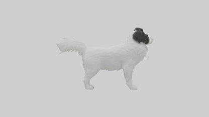 Japanese Chin standing model VR / AR / low-poly