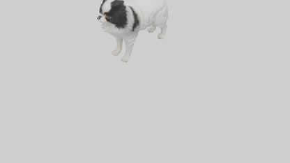 Japanese Chin standing model VR / AR / low-poly