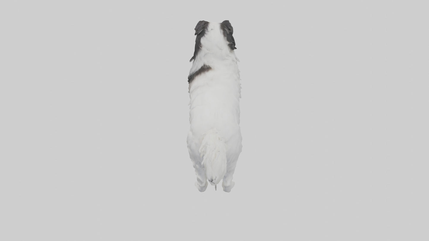 Japanese Chin standing model VR / AR / low-poly