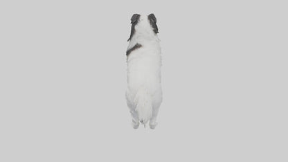 Japanese Chin standing model VR / AR / low-poly