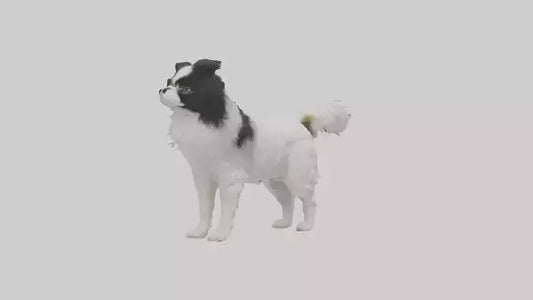 Japanese Chin standing model VR / AR / low-poly